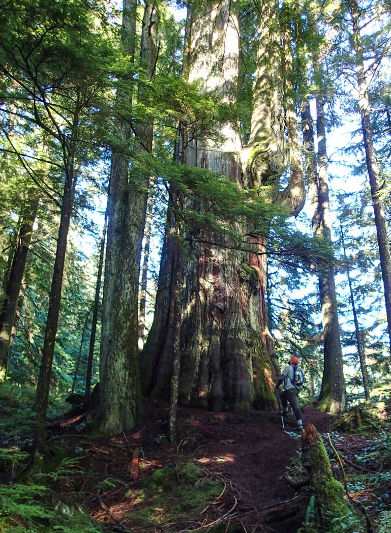 Big cedar tree