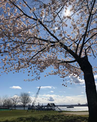 Cherry blossoms at Waterfront Park
