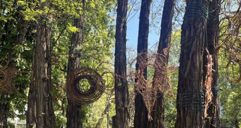 Willow portals