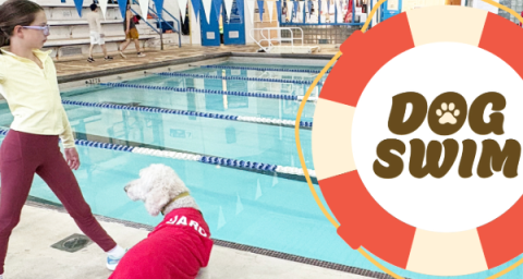 A dog in a lifeguard shirt patrols the pool deck while a girl throws a ball. 