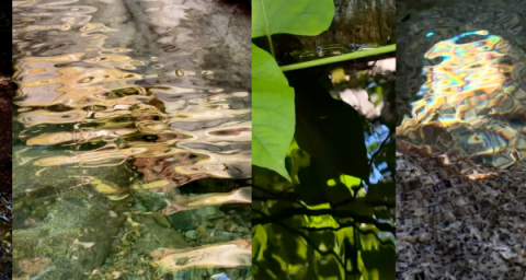 A series of close-up images of North Shore waterways, showing plants, stones, and the reflections of light on the water. 