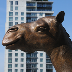 Lady the camel