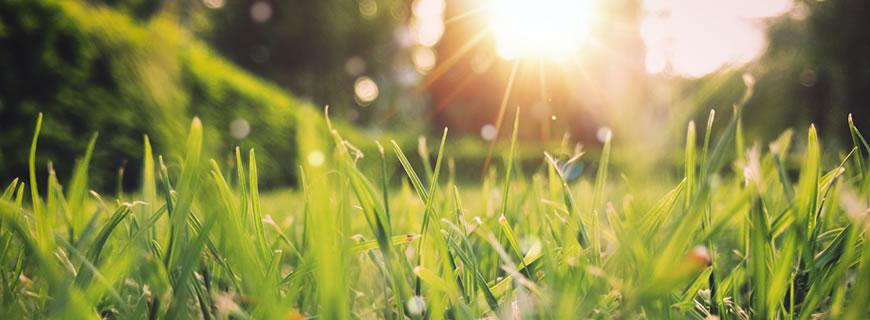 sun rising above the grass