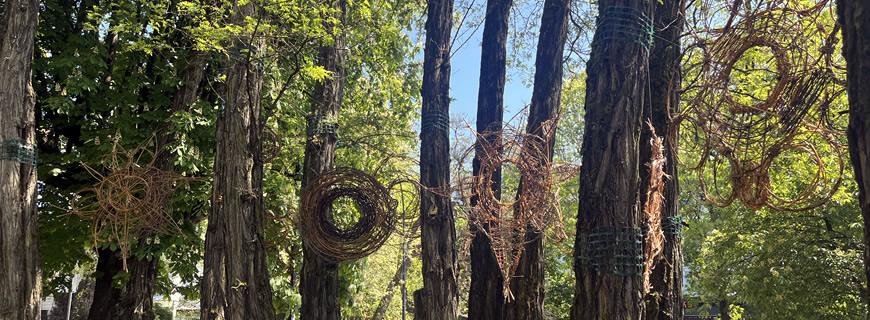 Willow portals