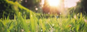 sun rising above the grass